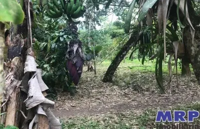 Terreno em ubatuba, 8.000m ², bairro do sertão da quina, com acesso ao rio