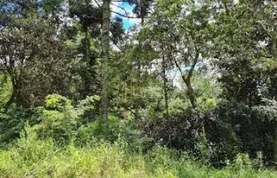 Terreno, 1795m², à venda em dois irmãos, loteamento jardim bonamigo