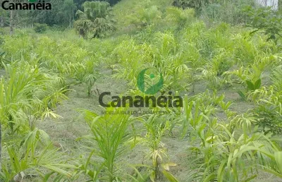 Sítio 4 alqueires - para arrendamento - bairro ex-colônia - cananéia litoral sul de sp