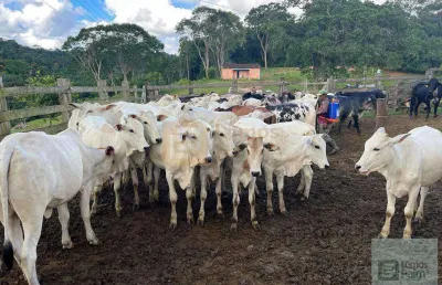 Fazenda com 2 salas à venda na Avenida Dos Pioneiros 25, 34, Centro, Camacan