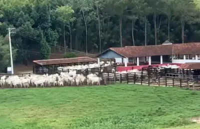 Chácara / sítio com 4 quartos à venda no São Roque, Aparecida 
