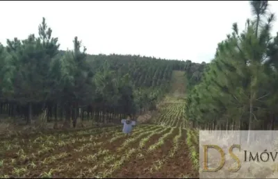 Fazenda à venda na Rua Meraldo Previdi 410, 410, Centro, Registro
