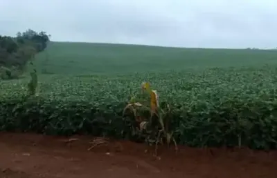 Excelente fazenda de 49 alqueires a venda em itapetininga-sp, terra mista, topografia levemente ondulada, com casa sede, casa de caseiro e barracão