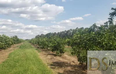 Fazenda de laranja  de 176 alqueires na região de araraquara-sp