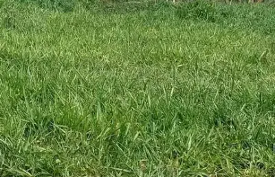 Fazenda a venda na região de araçatuba-sp, com área total de 131 alqueires, montada na pecuária, 110 alqueires aproveitamento em cana e rica em água