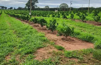 Fazenda de laranja a venda na região de são josé do rio preto/sp, com 50,4 alqueires, sendo 46 alqueires em laranja, com benfeitorias