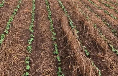 Fazenda a venda na região de itapetininga/sp. com 41 alqueires, topografia ondulada, terra mista a vermelha e córrego nos fundos. boa logística.