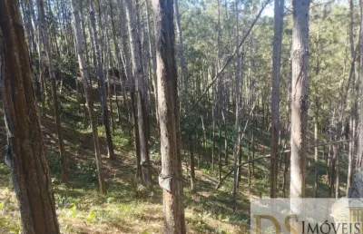 Fazenda com 100 alqueires de pinus à venda em itapirapuã paulista/sp: oportunidade única!