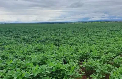 Fazenda para venda na região de itaja-go com 798 hectares na soja, área ideal para lavoura, colhe safrinha, altitude 780 m