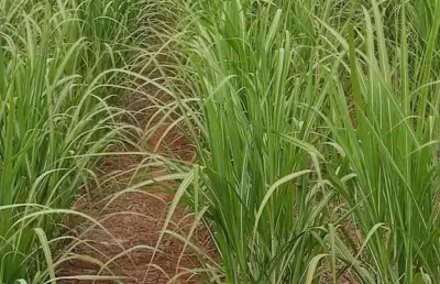 Fazenda para venda na região de dracena-sp com 760 alqueires sendo 470 alqueires em cana arrendada mais pasto, beira da pista, sem benfeitorias
