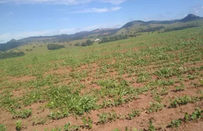 Fazenda para venda na região de piraju-sp com 94 alqueires terra vermelha, 38 alqueires em soja restante pecuária, benfeitorias