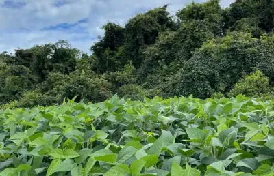 Fazenda dupla aptidão para venda na região de uberlandia-mg com 1.380 hectares, atual na pecuária, já teve lavoura, pode irrigar, já com outorga