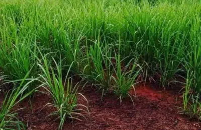 Sitio para venda na região de igarapava-sp com 30 alqueires sendo 19 alqueires em cana arrendada