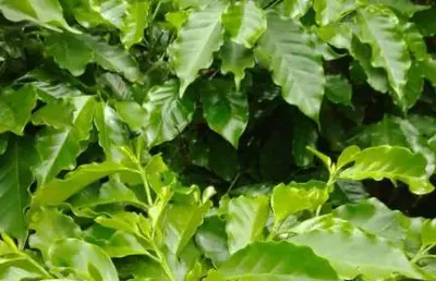 Fazenda de café para venda na região de marilia-sp com 76 alqueires, dupla aptidão, boa de benfeitorias e infraestrutura para café