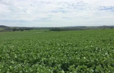 Fazenda para venda na região de itapetininga-sp com 47 alqueires sendo 40 alqueires plantados em soja, boa de agua, córrego na propriedade