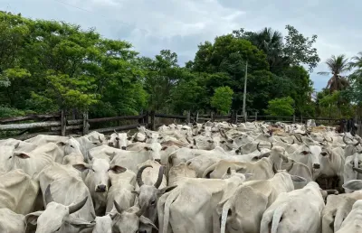 Fazenda para venda na região de bom jesus-pi com 524 hectares na pecuária, beira do asfalto, benfeitorias, porteira fechada