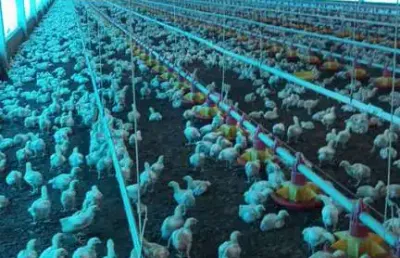 Sitio com granja de corte para venda na região de paraiso do tocantins-to, infraestrutura completa e funcionando, área 16 hectares