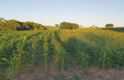 Sitio dupla aptidão para venda na região de jales-sp com 25,50 alqueires sedo 1 alqueires em cana arrendada, boa de benfeitorias, represa