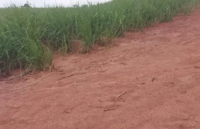 Sitio para venda na região de jales-sp com 26 alqueires sendo 24 alqueirem em cana arrendada, beira do asfalto