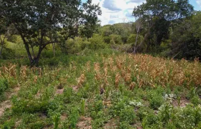 Fazenda para venda na região de morpara-ba com 410 hectares, rica em agua, terra plana e argilosa, beira da rodovia