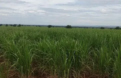 Linda fazenda para venda na região de dracena-sp com 125 alqueires sendo 78 alqueires em cana arrendada, linda casa sede, rica em agua