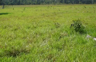 Fazenda dupla aptidão para venda na região de colorado do oeste-ro com 3.900 hectares sendo 1.900 hectares abertos, atual na pecuária, benfeitorias