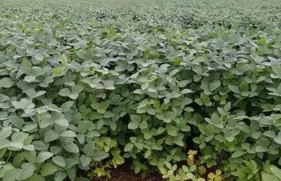 Fazenda dupla aptidao para venda em tres lagoas-ms com 182 alqueires na soja, benfeitorias e boa de agua