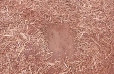 Sitio para venda na região de ribeirão preto-sp com 18 alqueires sendo 16 alqueires em cana arrendada, terra vermelha, boa de agua, beira da rodovia