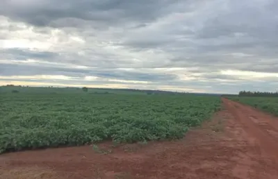 Fazenda na soja para venda na região de iturama-mg com 182 hectares sendo 174 hectares na soja