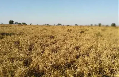 Fazenda dupla aptidao para venda na região de paranaiba-ms com 535 alqueires sp montada na pecuária, rica em agua