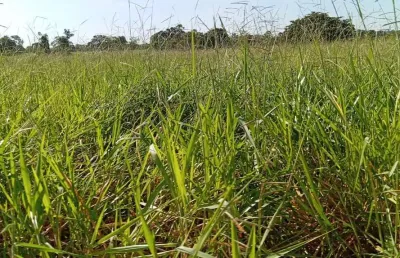 Sitio dupla aptidao para venda na regiao de lagoa-santa-go com 30 alqueires na pecuária, rio na propriedade e benfeitorias