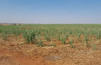 Fazenda para venda na região de jales-sp com 40 alqueires sendo 30 alqueires em cana arrendada