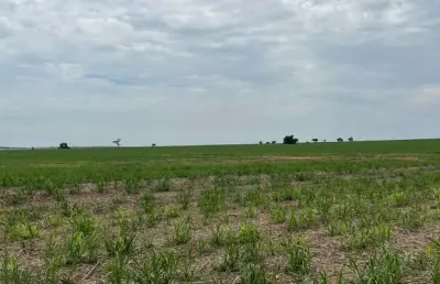 Fazenda para venda na região de presidente prudente-sp com 185 alqueires sendo 160 alqueires em cana arrendada, beira do asfalto, rio na propriedade p