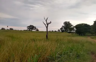 Sitio para venda na região de jales-sp com 21 alqueires na pecuária, confinamento e benfeitorias