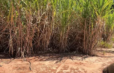 Fazenda para venda na região de araçatuba-sp com 46 alqueires sendo 39 alqueires em cana arrendada, próxima de 4 usinas