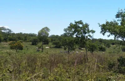 Fazenda dupla aptidão para venda em santa rita de cassia-ba com 520 hectares sendo 400 hectares abertos, beira do asfalto, atual na pecuária