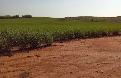 Fazenda dupla aptidão para venda na região de cafelandia-sp com 169 alqueires sendo 128 alqueires em cana arrendada, mais pastagem, benfeitorias, beir