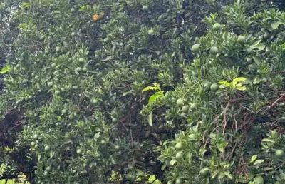 Fazenda de citrus para venda na região de votuporanga-sp com 390 alqueires, benfeitorias e irrigação quase em toda fazenda