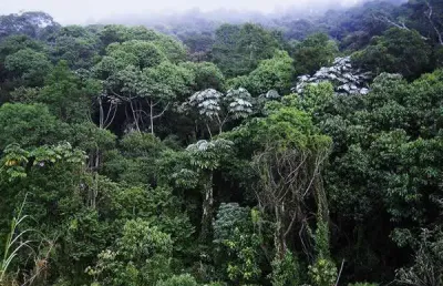 Sitio de mata atlantica para venda ou arrendamento na regiao de jacupiranga-sp, com 30 hectares para compensação ou produção de palmito