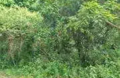 Terreno de 3.840m² à venda na reserva sapiranga, na praia do forte: sua oportunidade de investimento único!