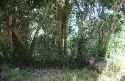 Terreno para venda - 0m², 0 dormitórios, belém novo