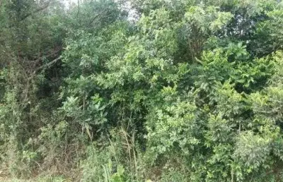 Terreno à venda na Avenida João Antônio Silveira, 924, Restinga, Porto Alegre
