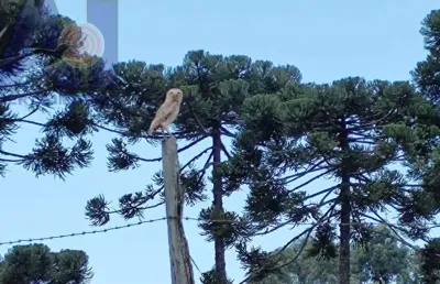 Terreno à venda no Centro, Campo Alegre 