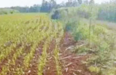 Excelente chácara com 3,7 hectares município de paverama - rs