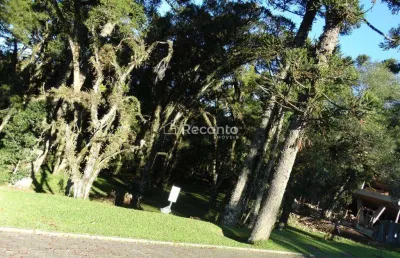 Terreno à venda, 595 m²- altos pinheiros - canela/rs