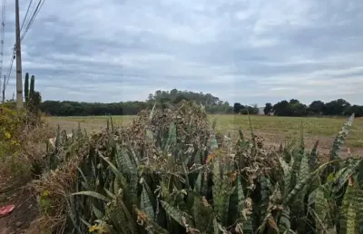 Terreno à venda na Avenida das Maritacas, S/N, Indusville, Londrina