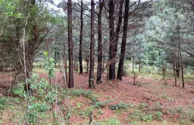 Chácara / sítio à venda no Caracol, Canela 