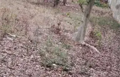 Terreno à venda na Rua Doutora Esmeralda Mendes Policene, Jardim Avelino, São Paulo