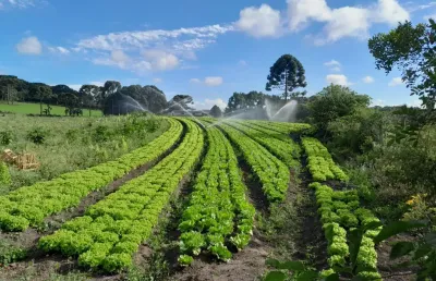 Chácara / sítio com 3 quartos à venda na Rua Da Granja, 400, Nhoaiva, São José dos Pinhais