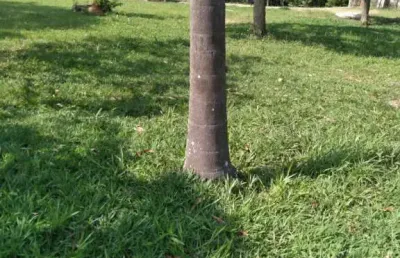 Chácara com 3 dormitórios à venda, 4740 m² por r$ 550.000,00 - convívio reconquista - salto/sp